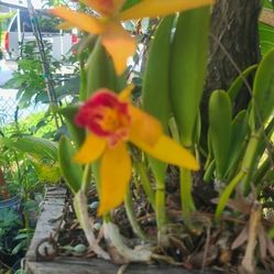Orchid  Plant 