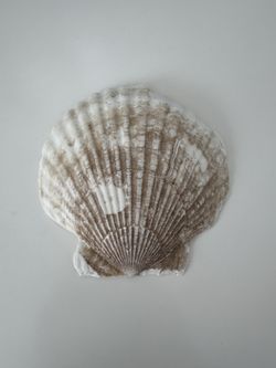 Scallop Shell #12