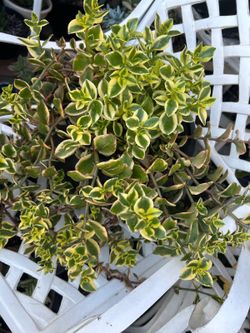 Suculenta