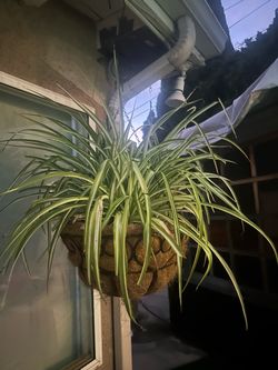 Beautiful, Healthy Hanging Spider Plant