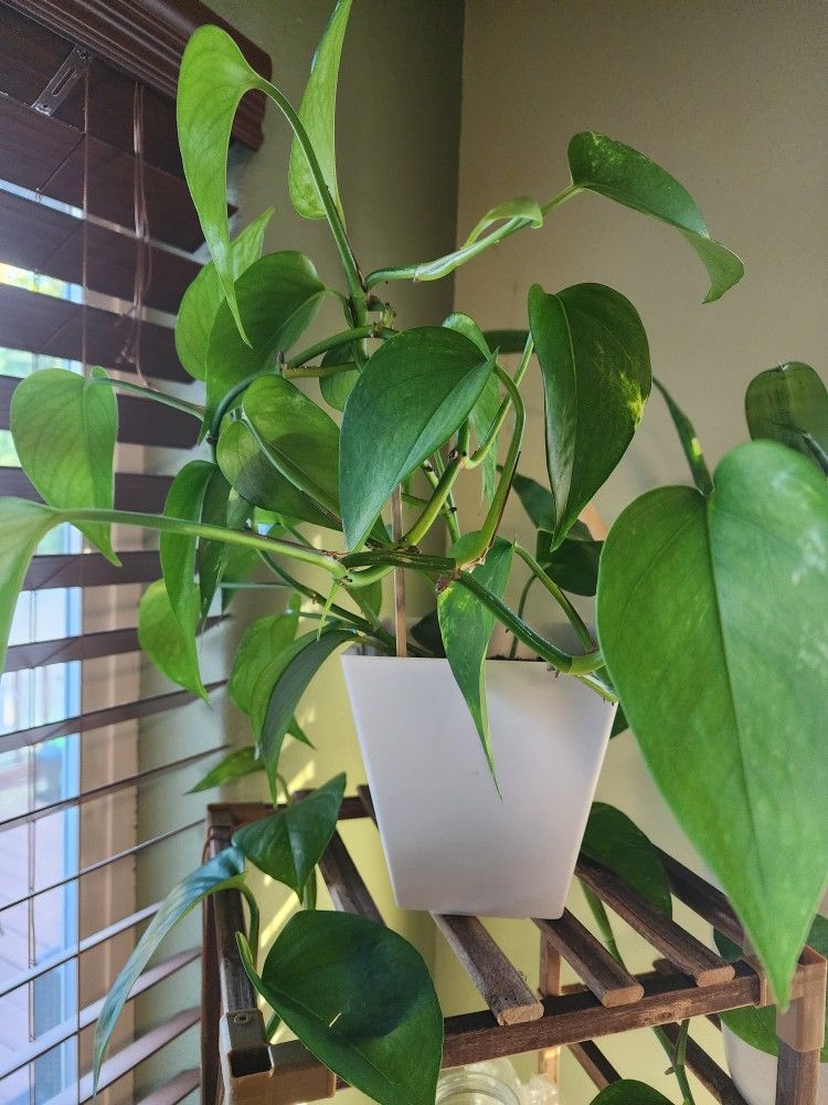 Indoor Plants