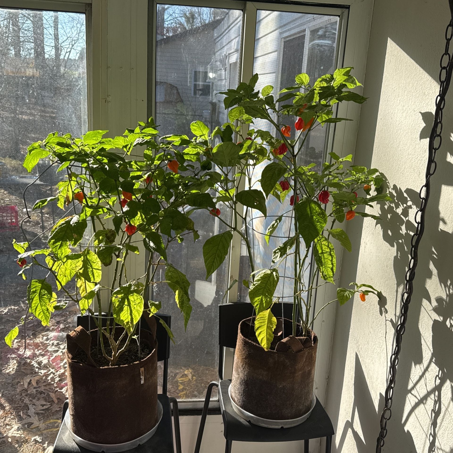 Mature Carolina Reaper Plants