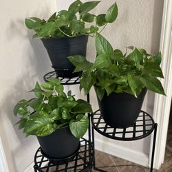 Green indoor Plant 