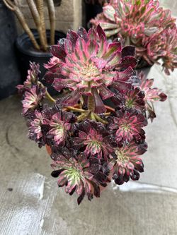 Aeonium