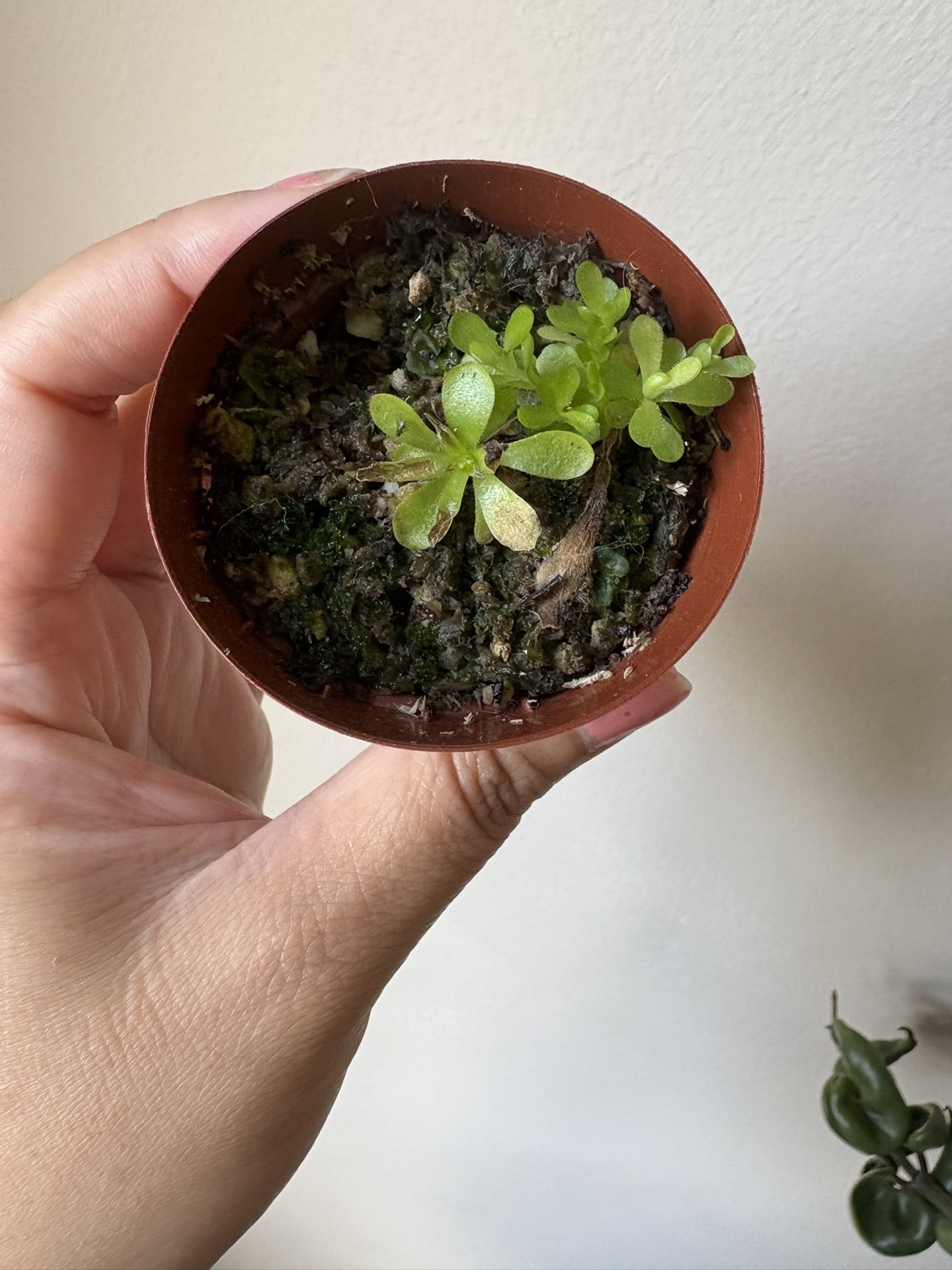 Pinguicula Aka Butterwort Carnivorous Plant