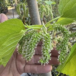 Pakistani mulberry