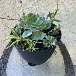 Succulent 