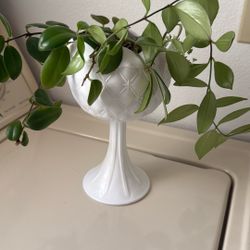 Hoya Plant $25