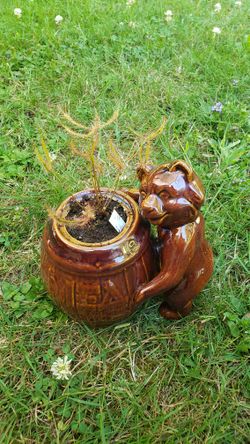 Carnivorous Easy To Grow Affordable Fruit Flycatcher  Drosera Forked Sundew In Cute Bear Pot!
