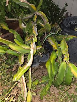 Dragon Fruit