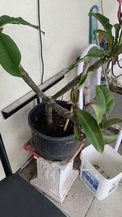 Plumeria Hoa Sứ. 35$