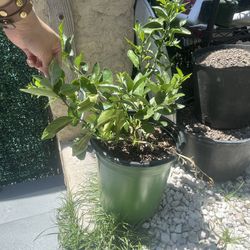 Bear Bears Seedless Lime Plant