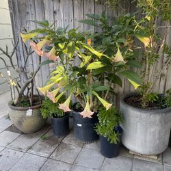 Angel Trumpet Plant For Sale