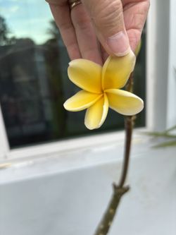 This Yellow Plumeria / Frangipani Tree See All Pictures of #101