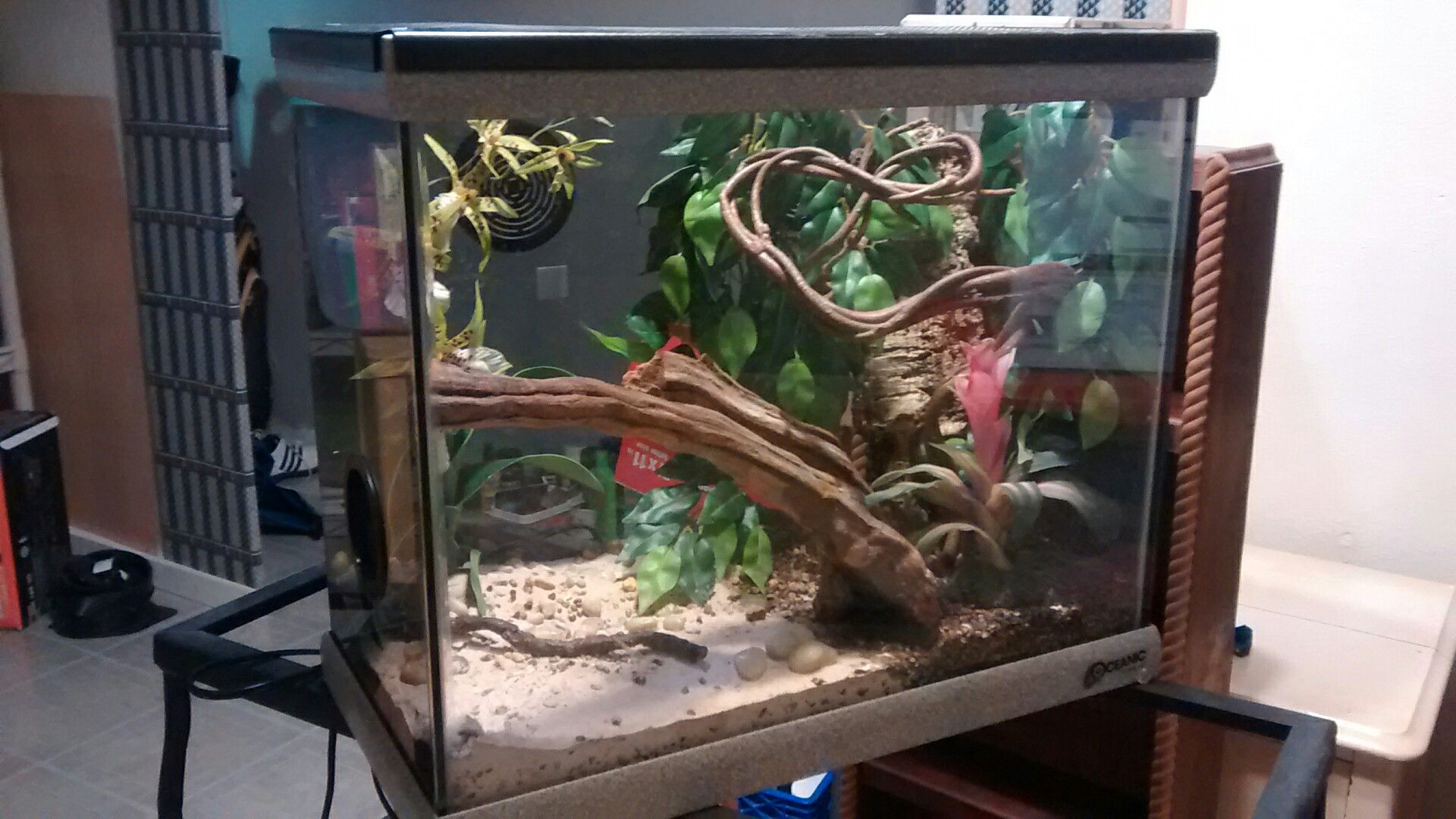 16 gallon Oceanic Lizard Lounge set-up complete