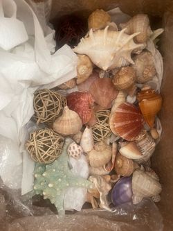 Real Seashells