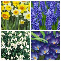 Daffodils, Grape Hyacinth, Snowdrops,Crocus, 3 For 10$