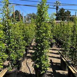 Ficus Nitida Privacy Hedge