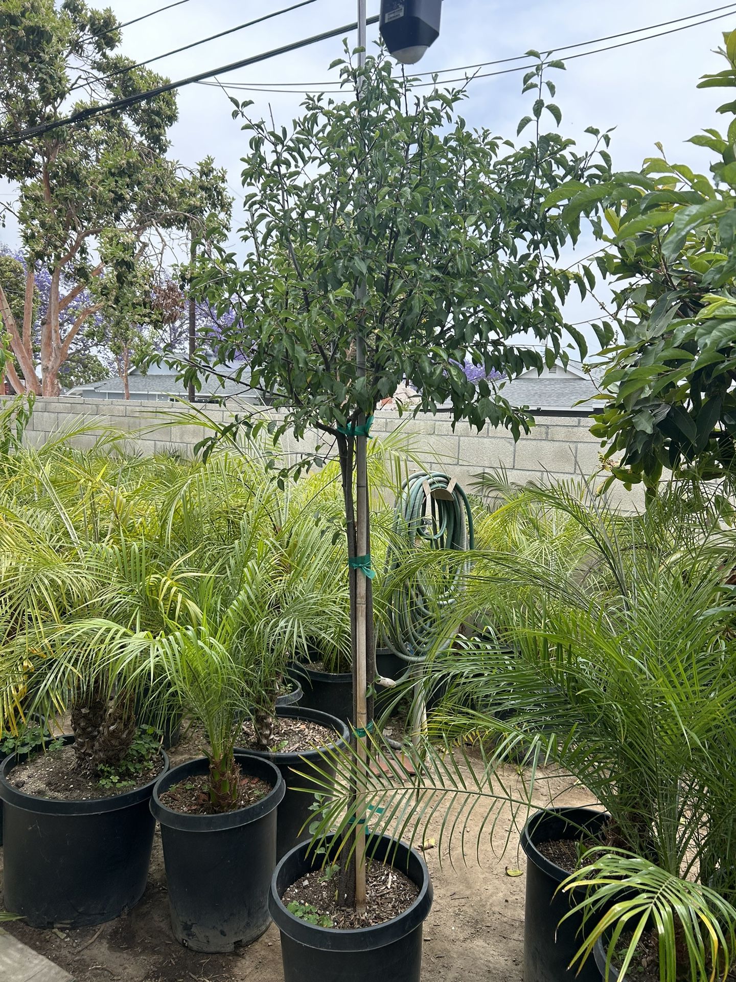 Japanese Satsuma Plum Tree