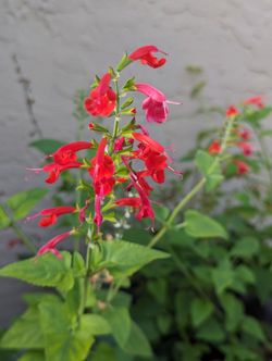 Pineapple Sage In A Pot $4-$6