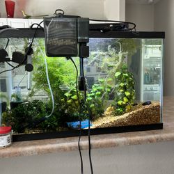 20 Gallon Regular With Black Lid, 