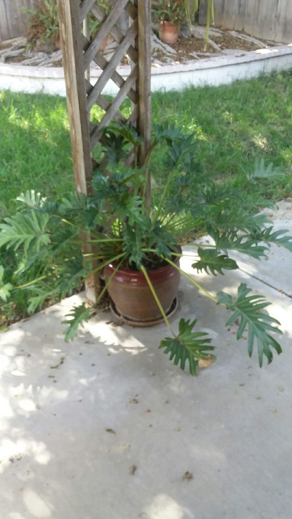 Potted Tropical Plant For In San Go Ca Offerup Potted Tropical Plant