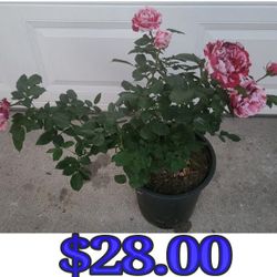 Rose Plant 