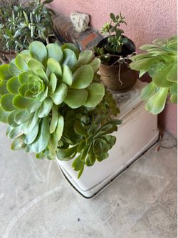 Plants