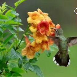 🩷SUPER HEALTHY,Lush & FULLY ACCLIMATED,Well ESTABLISHED YELLOW Bells,”Attract To HUMMINGBIRDS🩷