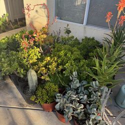 Large Succulent Plants