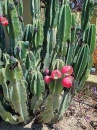 Peruvian Apple Cactus