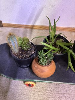 cactuses/ succulents