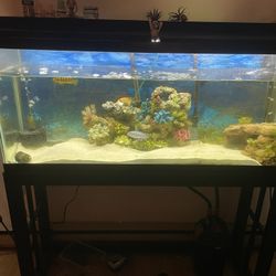 50inch Fish Tank With Stand 