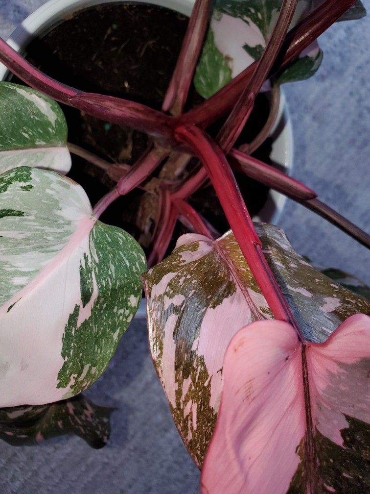 Pink Princess Philadendron PLANT
