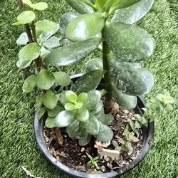 Multiple Sucsuculents/ Cactus Plant.