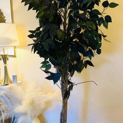 Imitation Ficus Plant
