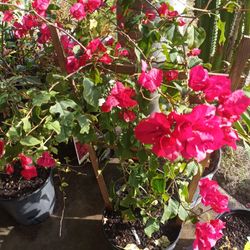 Bougainvillea