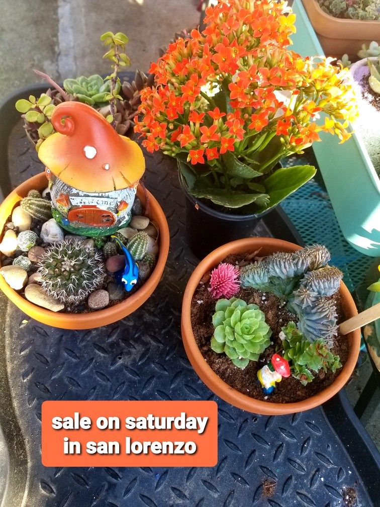 VALENTINES SUCCULENT SALE THIS SATURDAY 2/6 SAN LORENZO