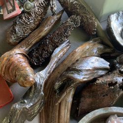 Petrified Wood Bundle