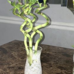 3 Curly Bamboo Stalks In Clear Vase With Rocks 