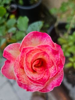 Rose pots