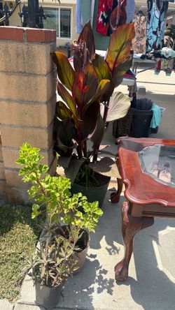 Plants