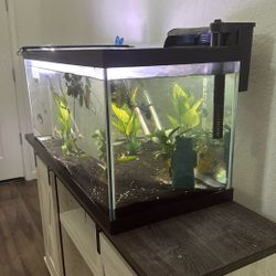 Fish Tank 