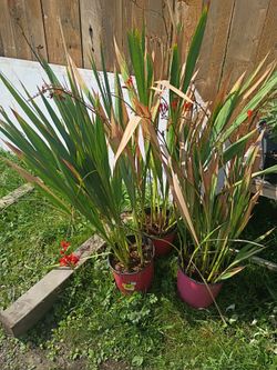 Crocosmia Plants in Pots – Set of 3