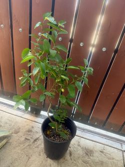 Mexican lemon