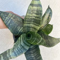 Snake Plant , San Siberia 