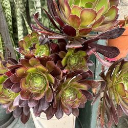 Planta Suculenta