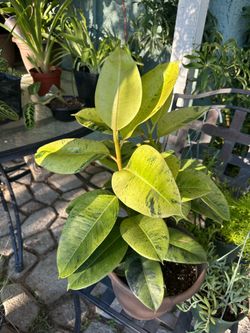 Shivereana Rubber Plant (5 gal) (hablamos español)