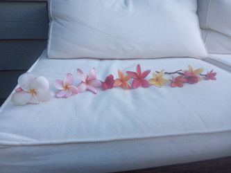 plumeria plants