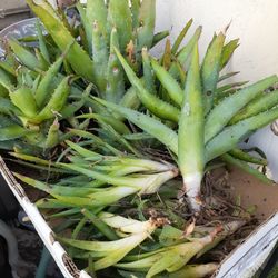Succulent Aloevera